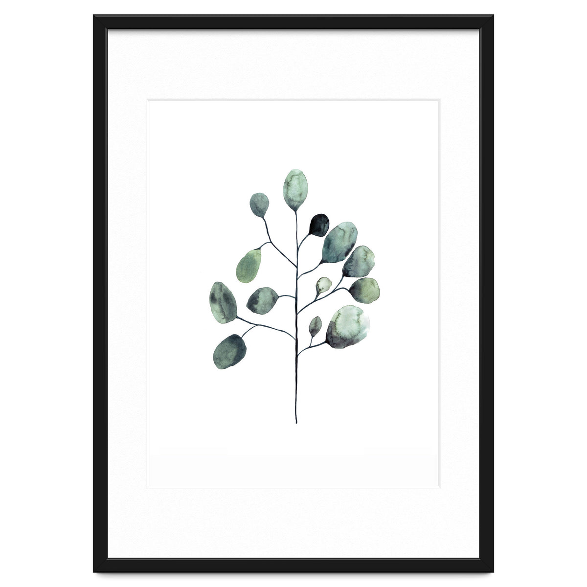 Botanical Illustration Eukalyptus