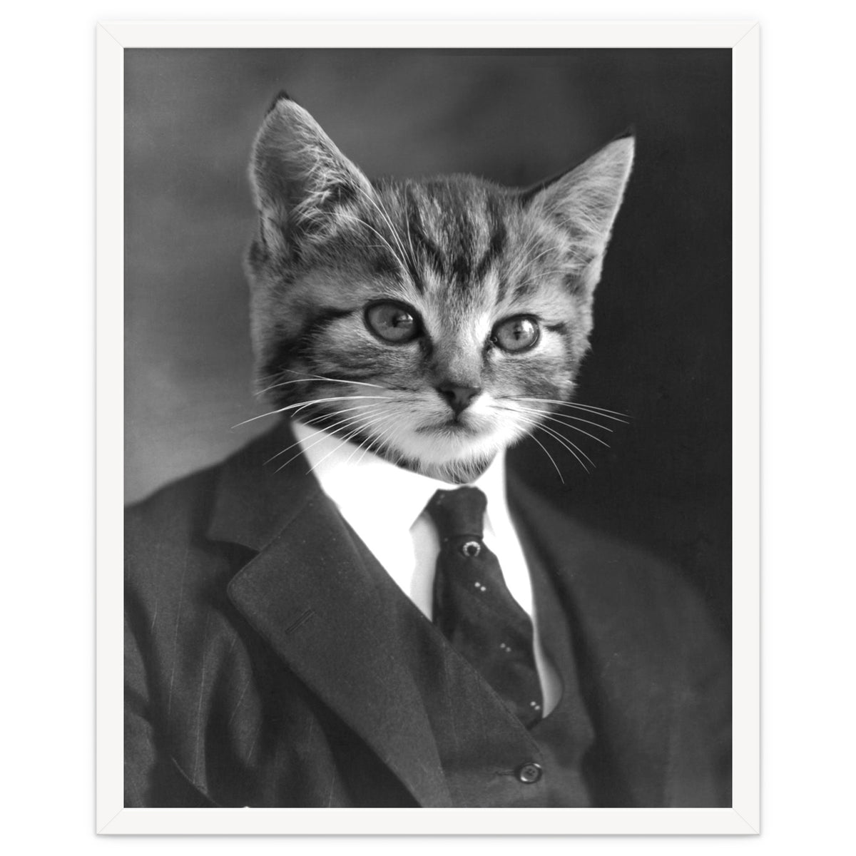 Gentleman Cat