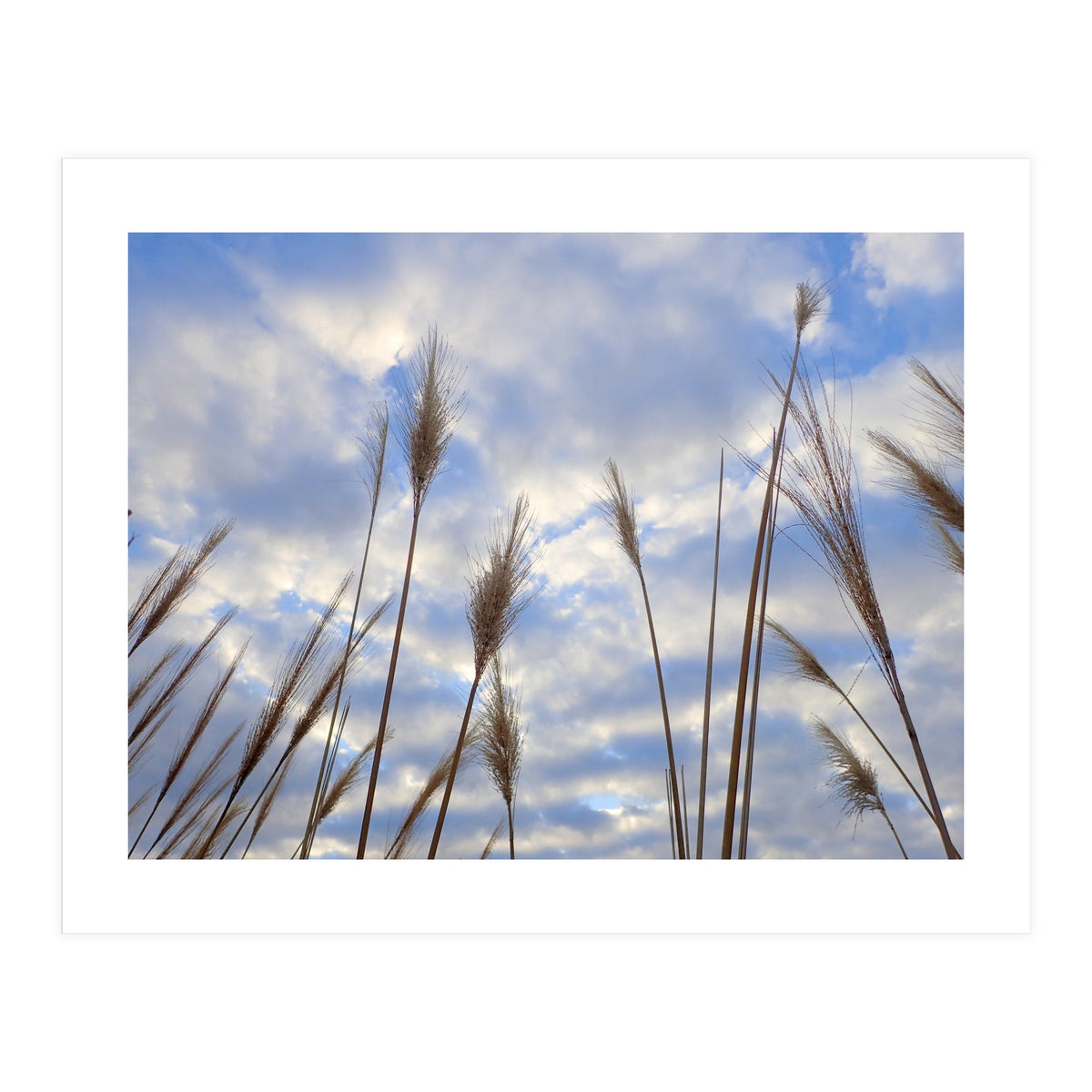 Autumn Grass (Print Only)