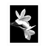 Black and White Flowers  (Print Only) thumbnail