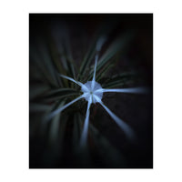 Sparkle Flower (Print Only)