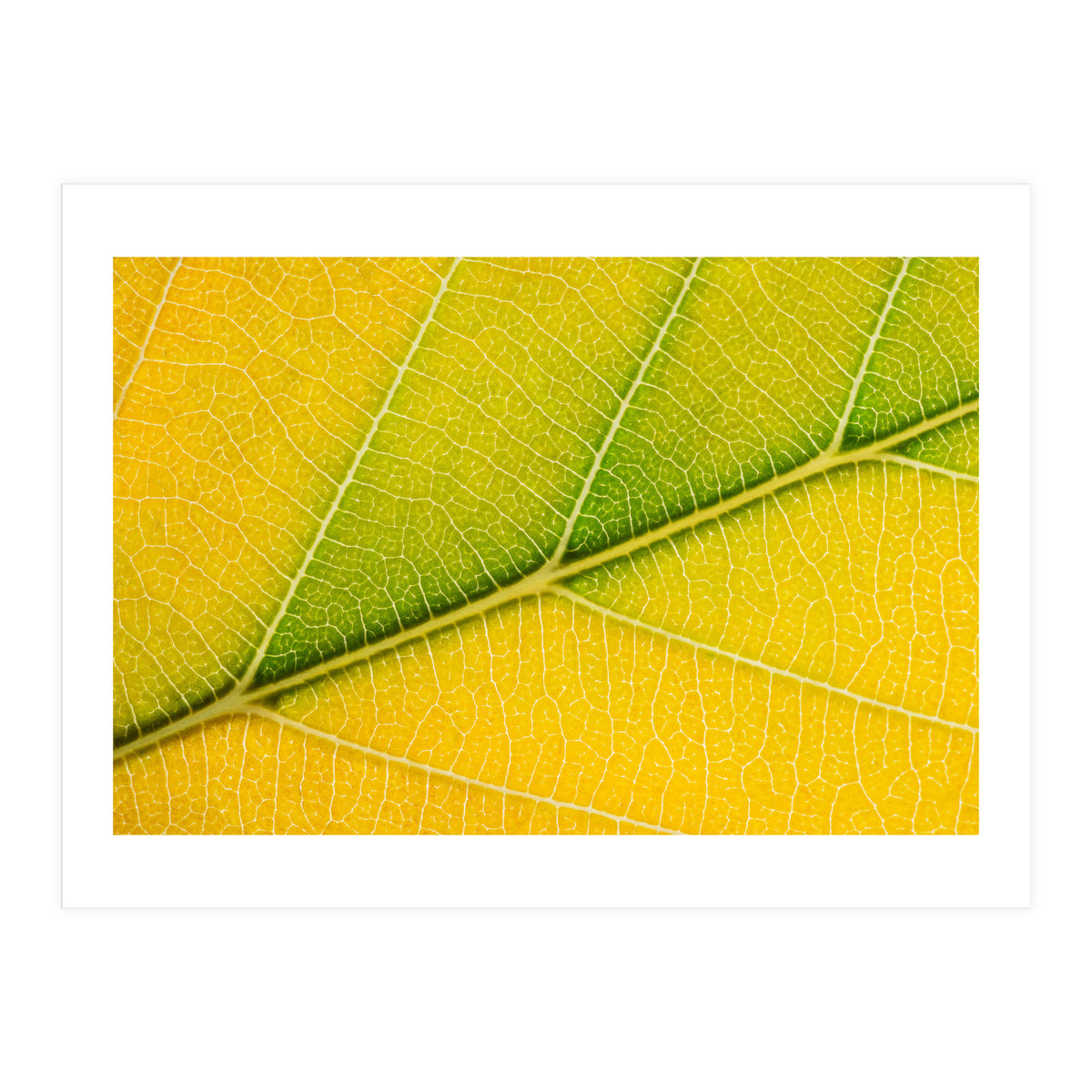 Autumn Leaf (Print Only)
