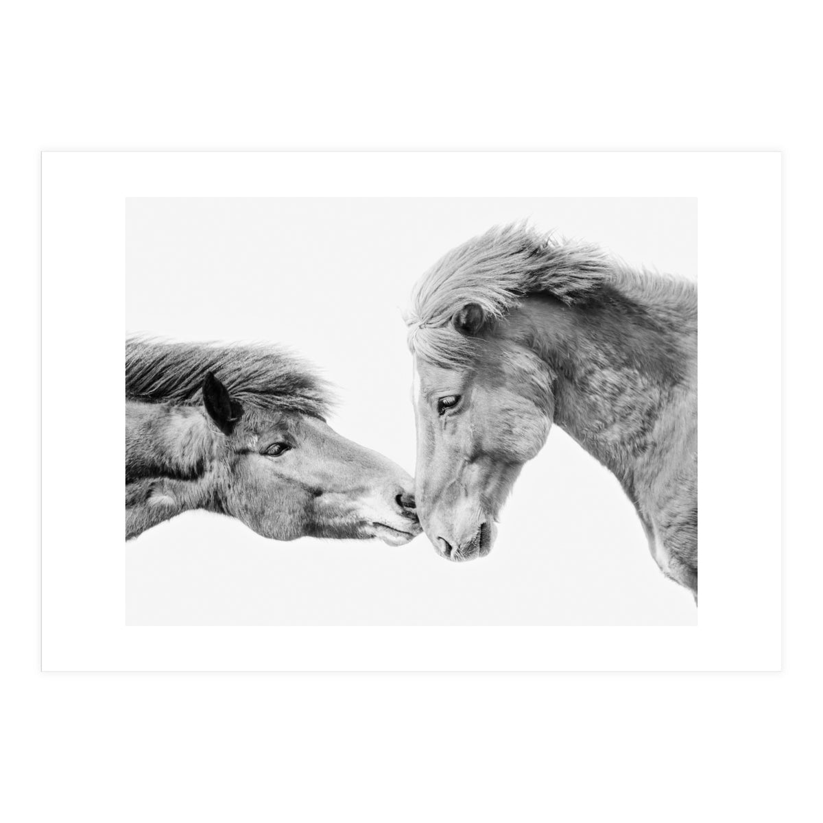 Horse Love in Iceland (Print Only)