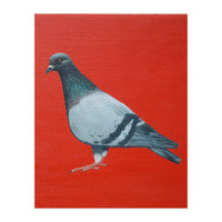 Pigeon (Print Only)