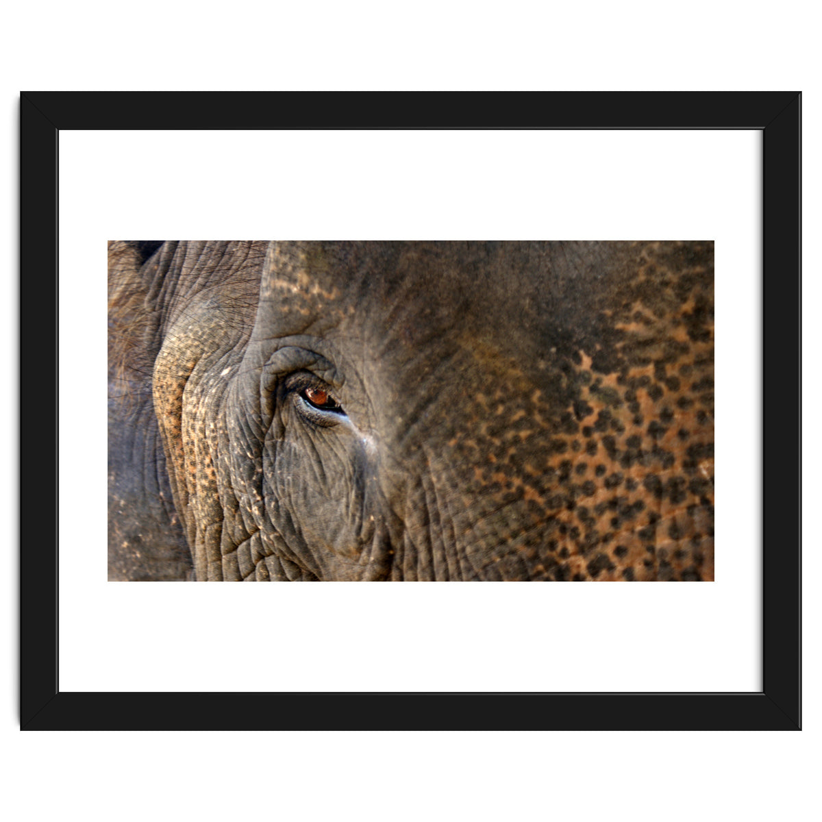 Face To Face - Elephant eye