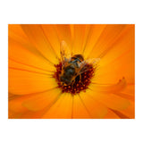Bee Kind (Print Only) thumbnail