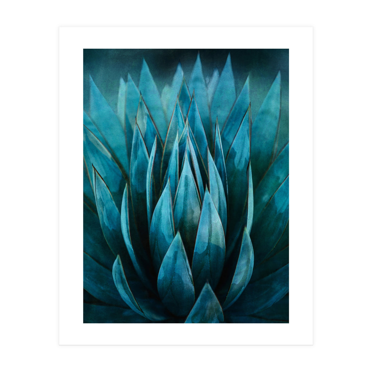 Blue Succulent (Print Only)