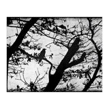 Black raven (Print Only) thumbnail