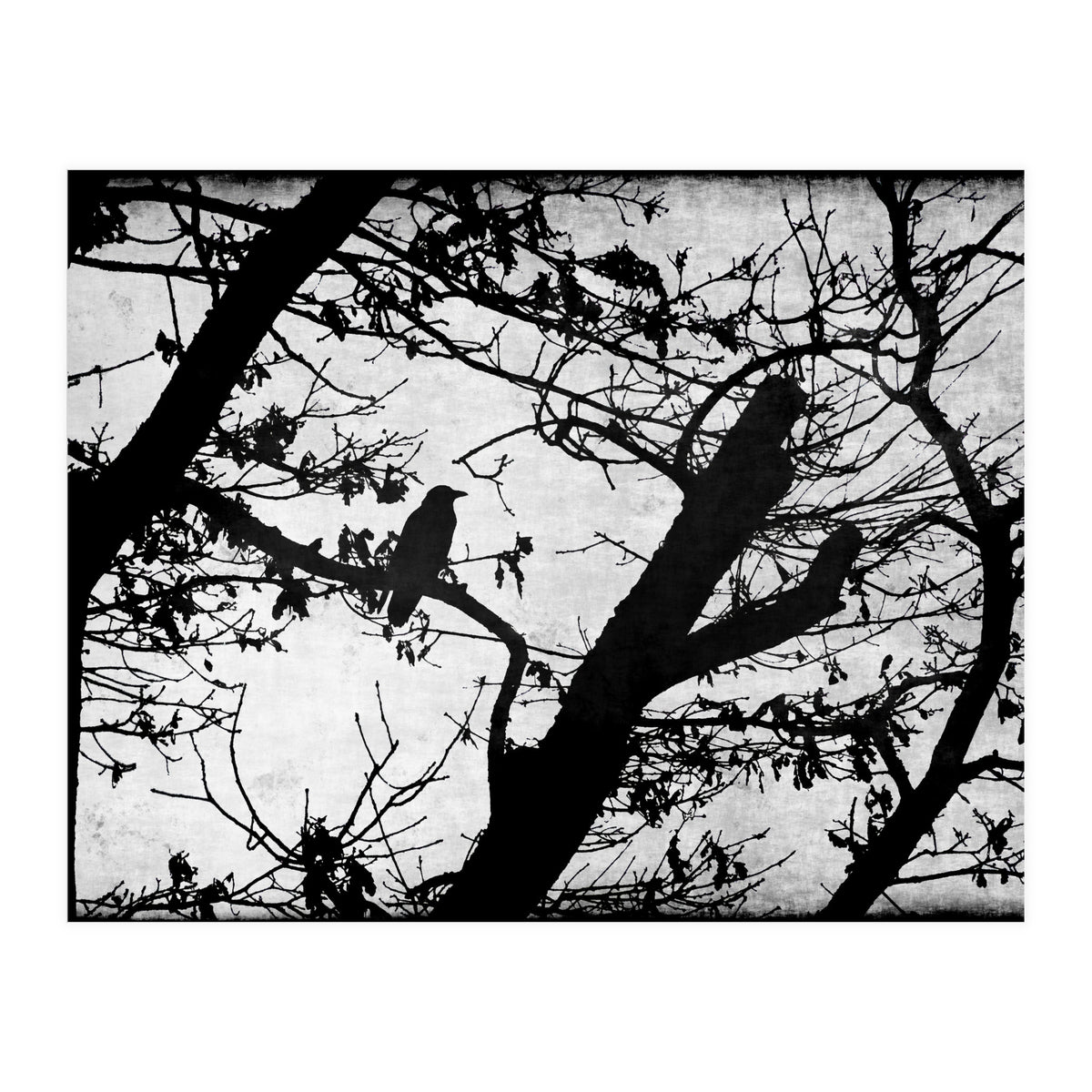 Black raven (Print Only)