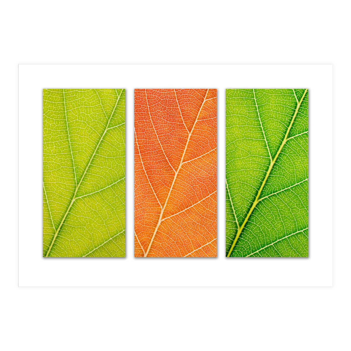 Autumn Leaves (Print Only)