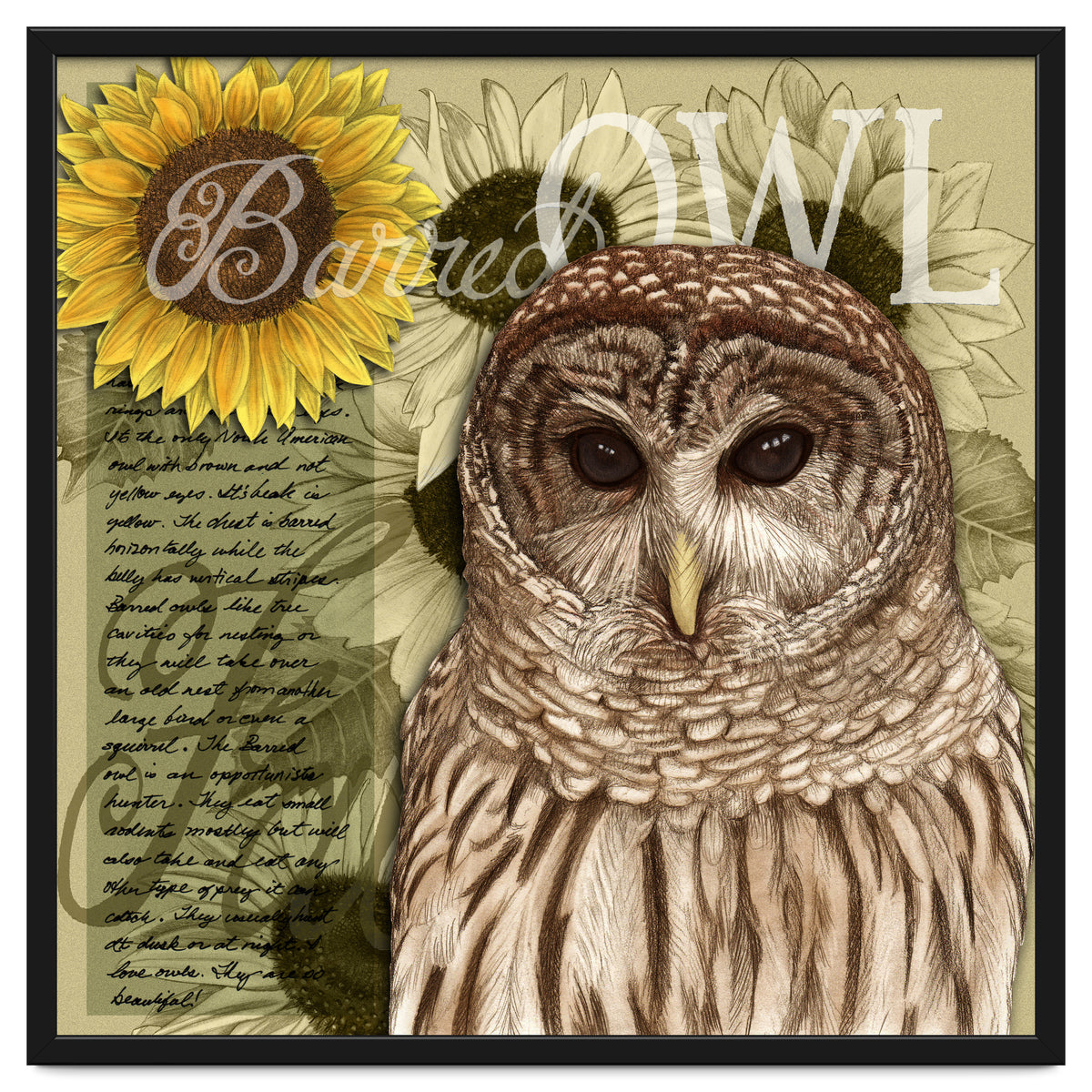 Sunflowers and Barred Owl
