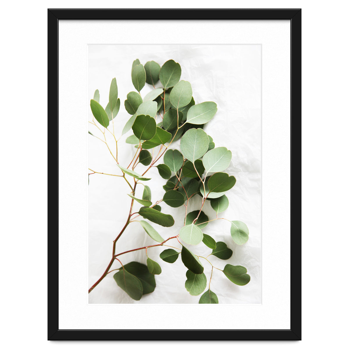 Eucalyptus