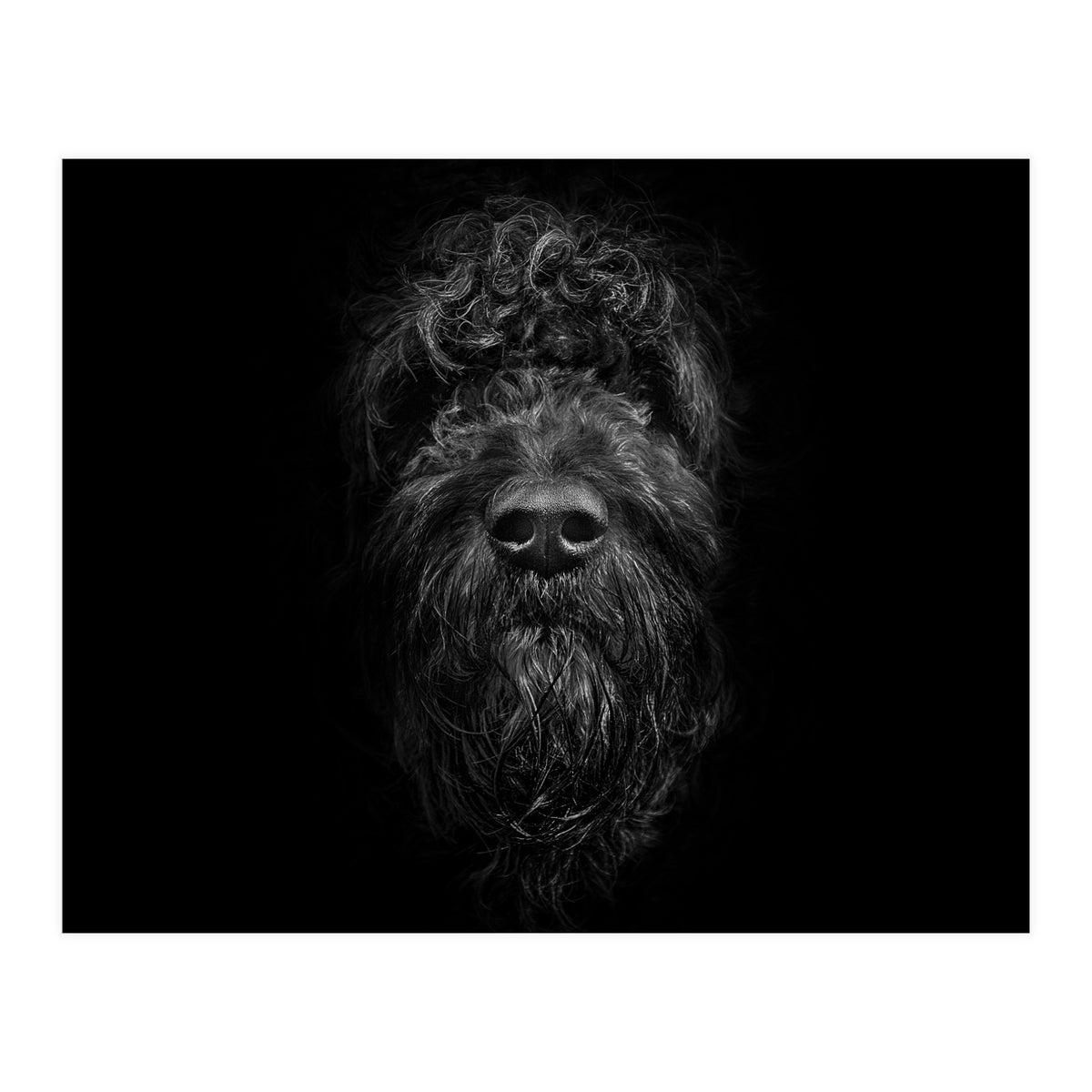 Ziggy Portrait No 2 (Print Only)