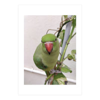 Attractive Indian Parrot (Print Only)