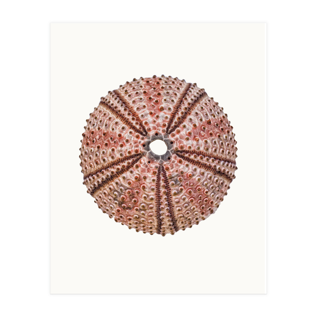 Cc Shell 04 (Print Only)