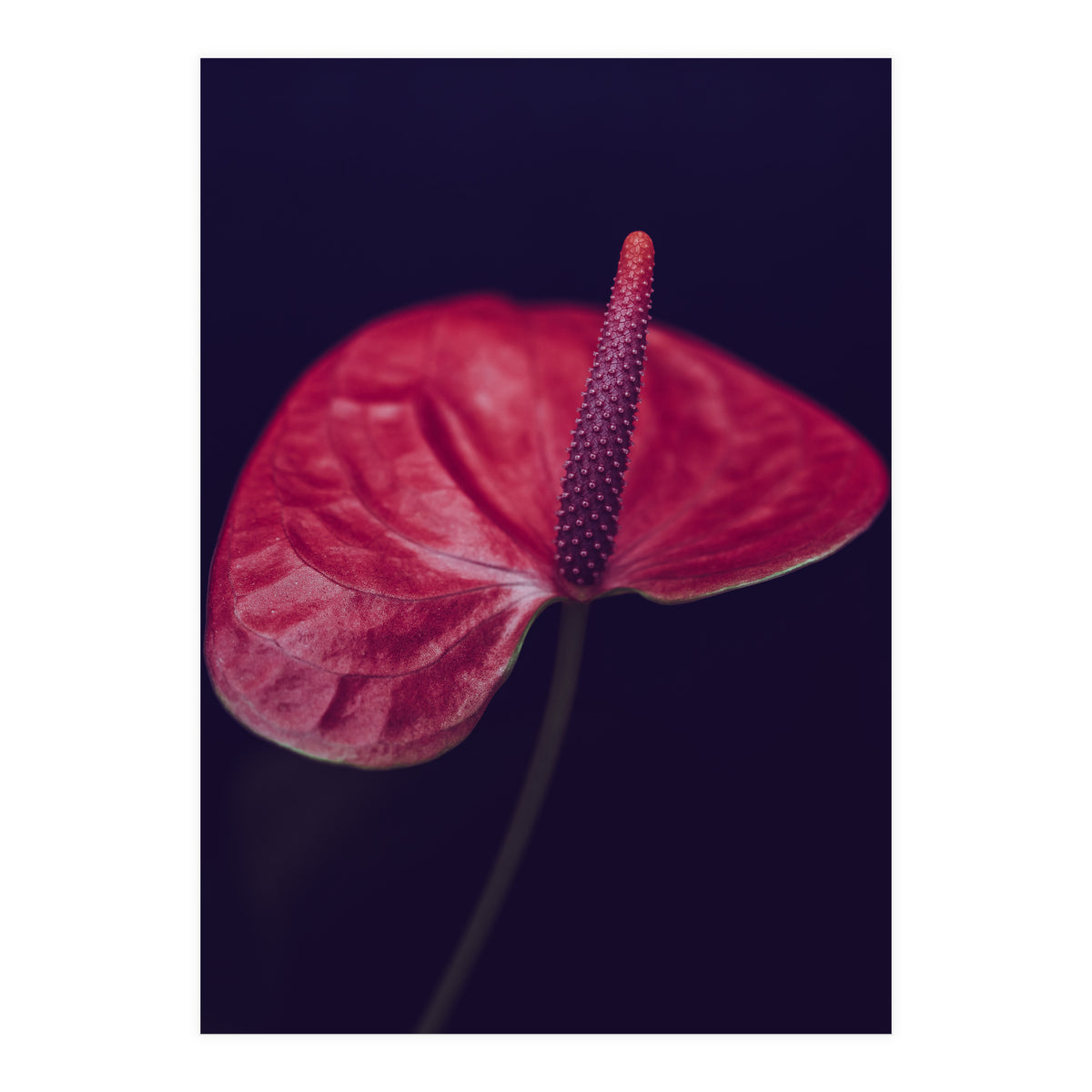 Dark Ruby (Print Only)