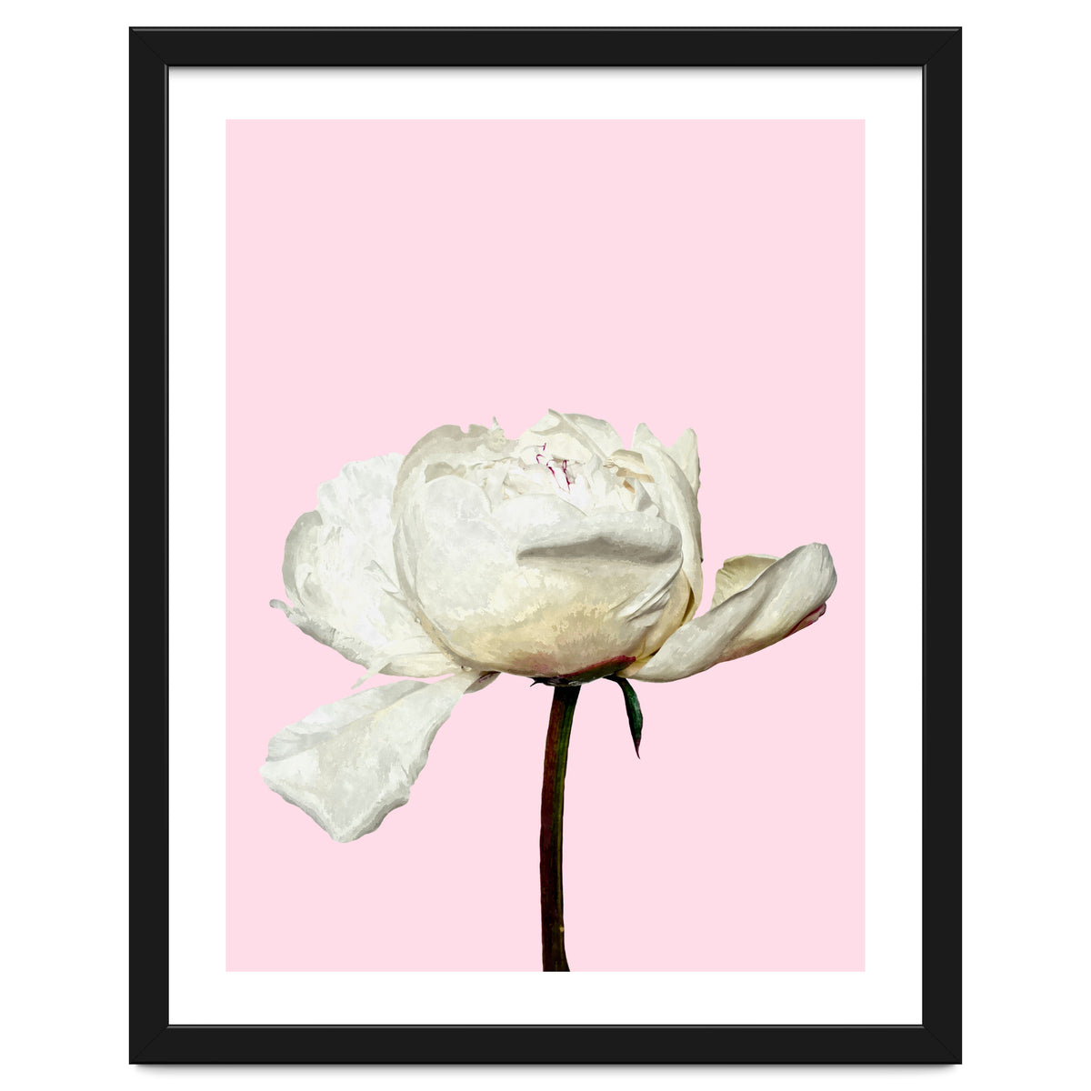 White Peony Pink Background