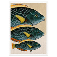 Fish Classic Designs 10