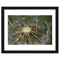 Dandelion Seeds