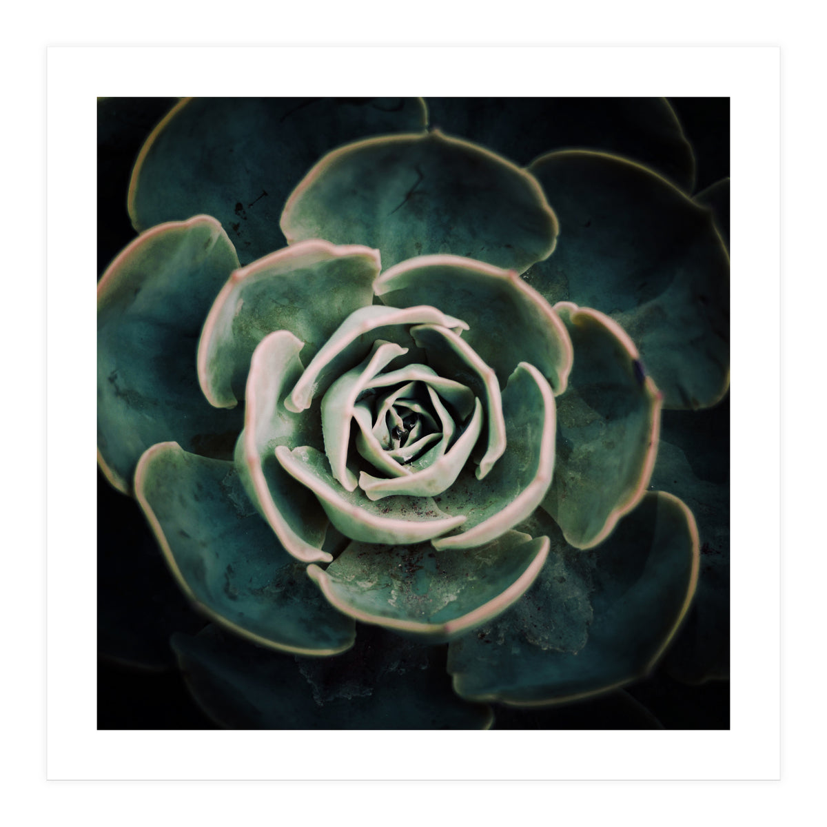 DARKSIDE OF SUCCULENTS IV-A (Print Only)
