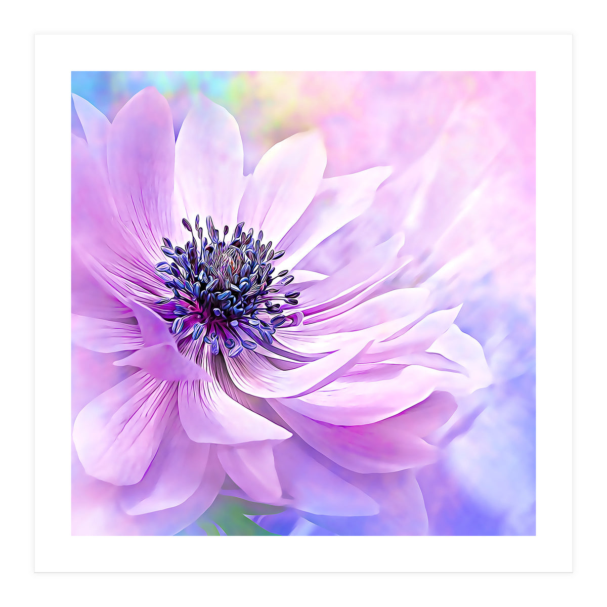 Wispy Purple Anemone (Print Only)