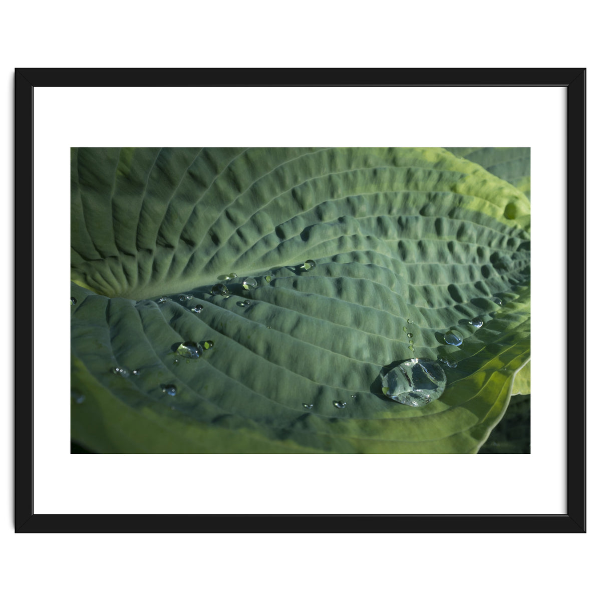 Hosta With Raindrops