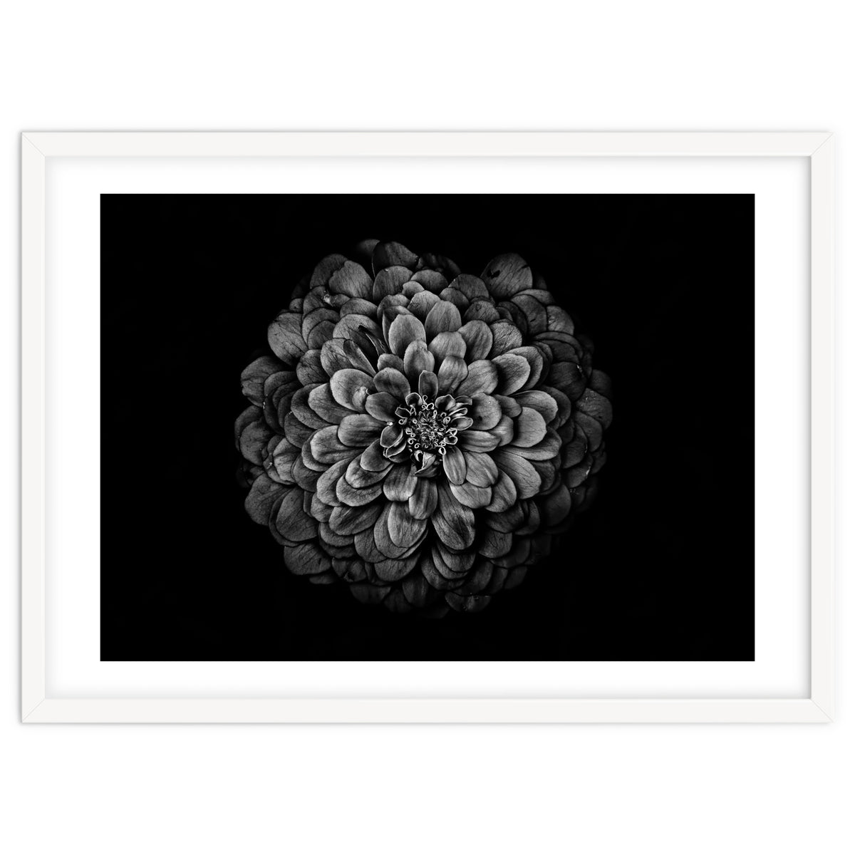 Backyard Flowers In Black And White 54