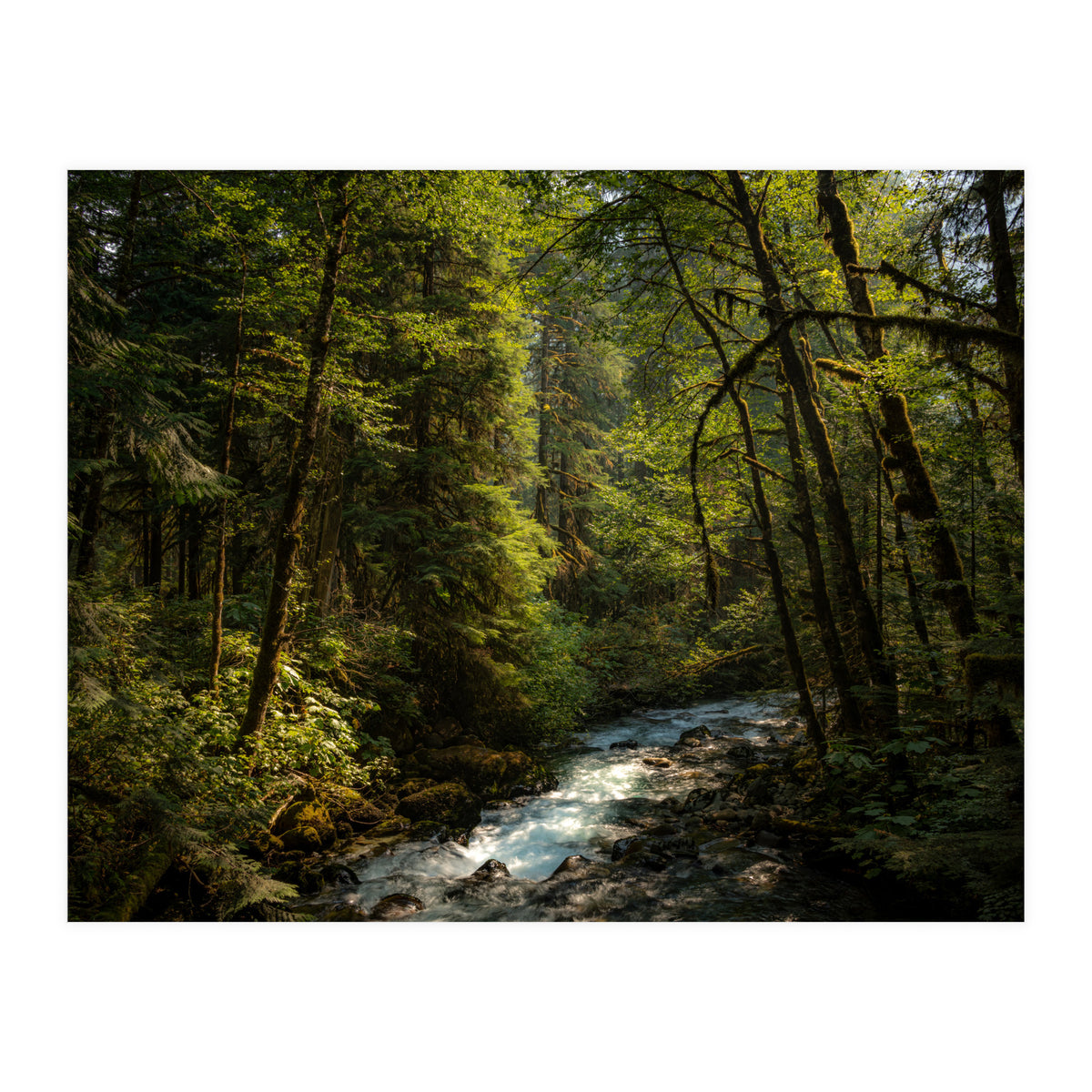 Cascade River (Print Only)