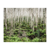 Forest After The Fire (Print Only) thumbnail