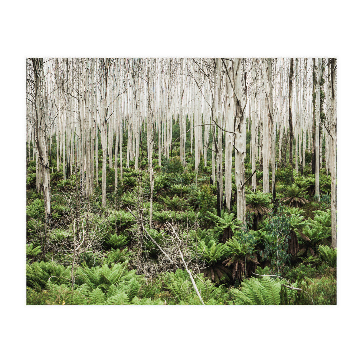 Forest After The Fire (Print Only)