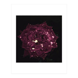 Shining Red Rose (Print Only) thumbnail