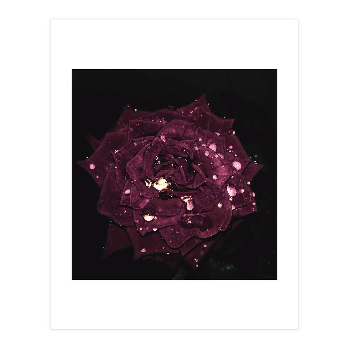 Shining Red Rose (Print Only)