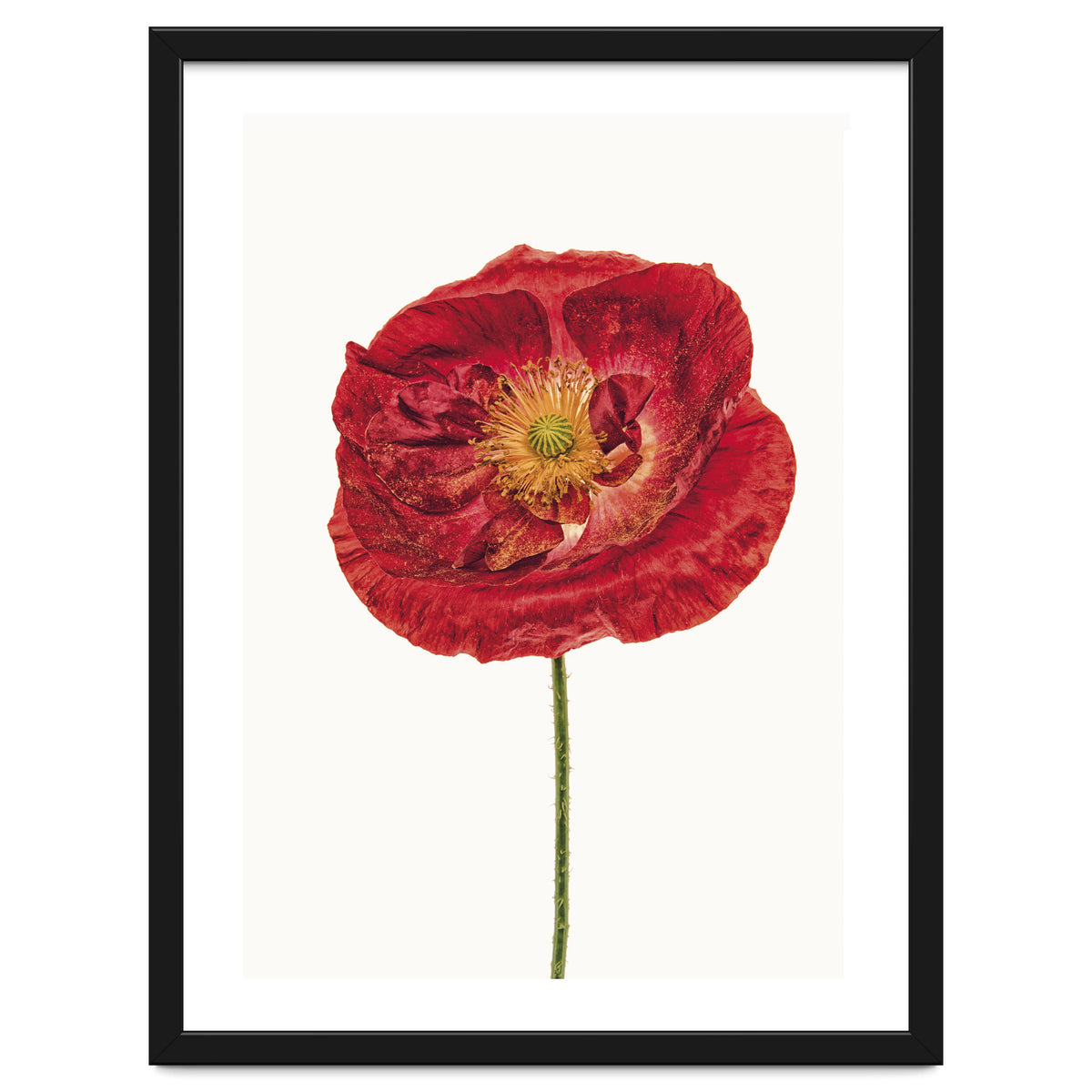 Cc Poppy 05