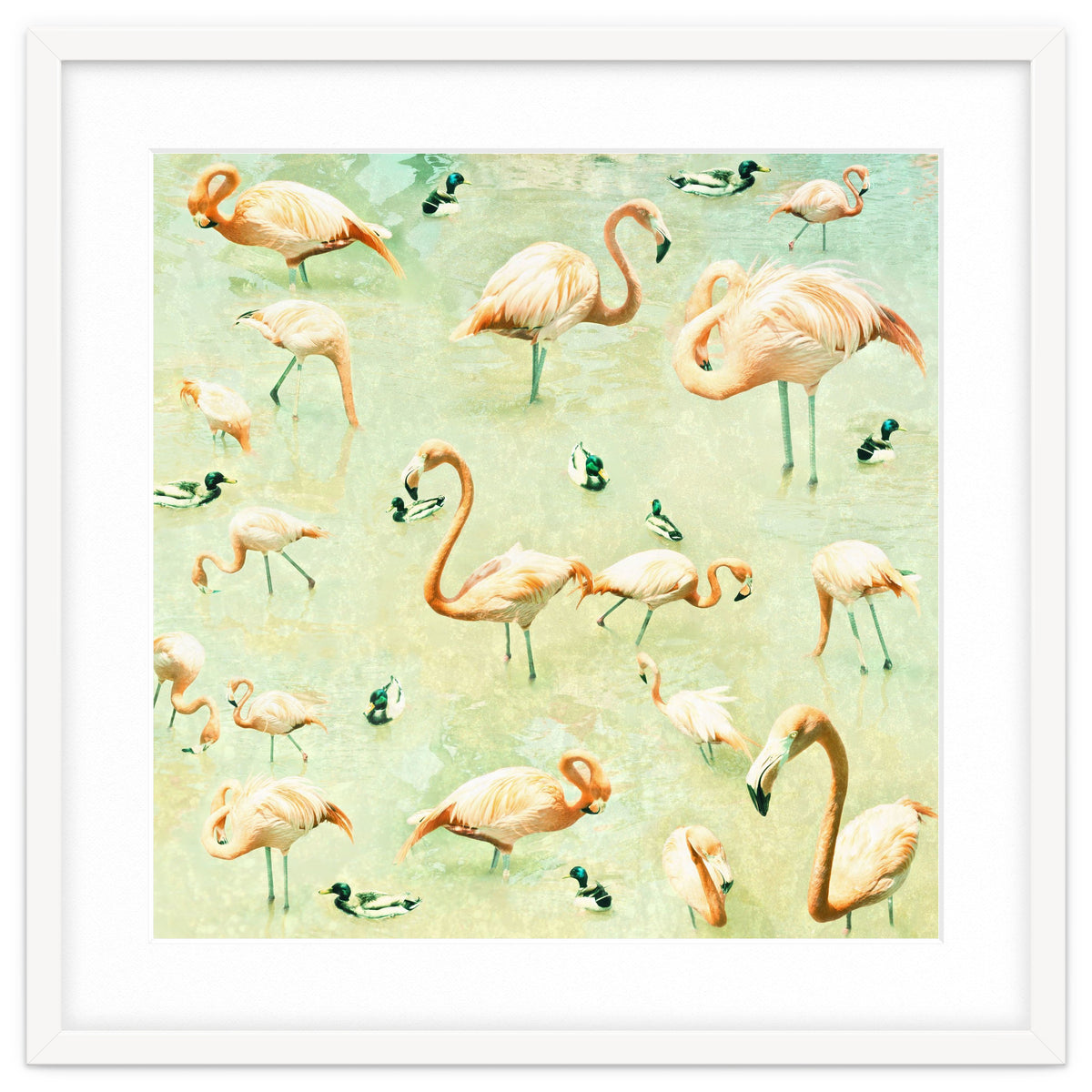 Flamingos