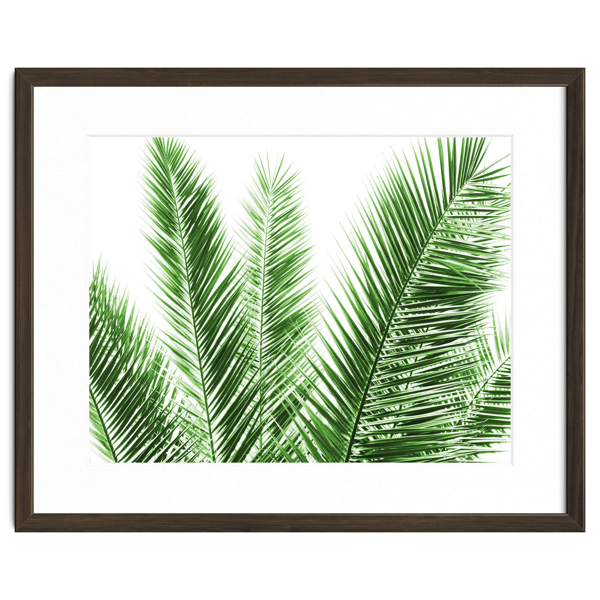 Palm Leaves