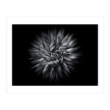 Backyard Flowers In Black And White 20 Flow Version (Print Only) thumbnail