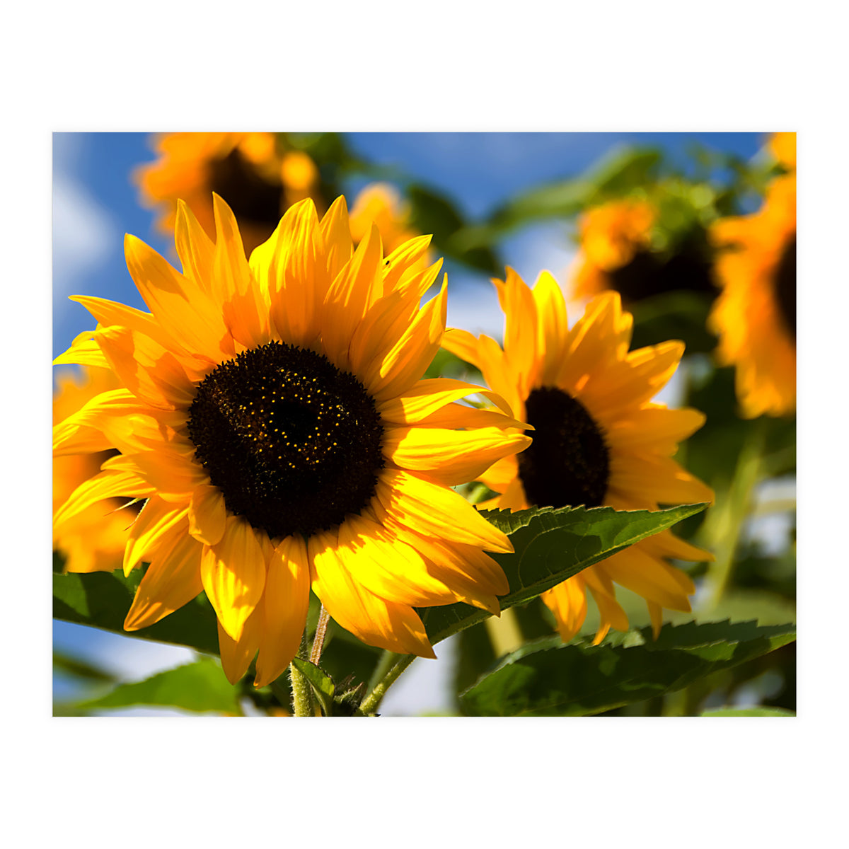 Sunflowers (Print Only)
