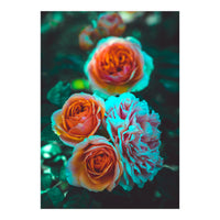 Rose Flowers  (Print Only)