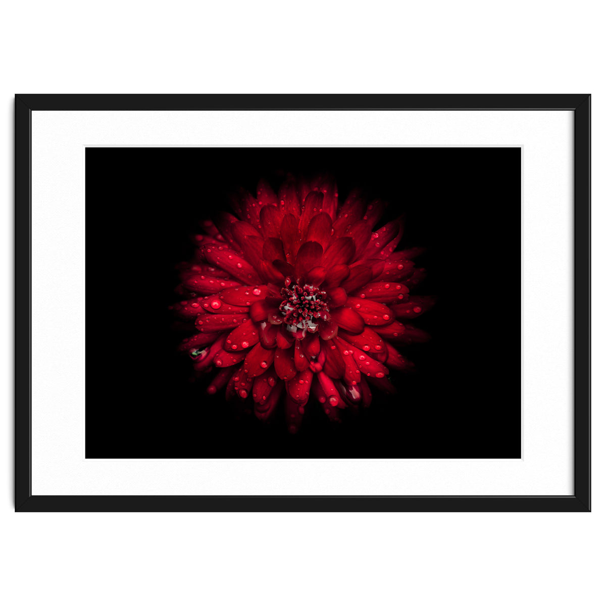 Backyard Flowers 45 Color Version