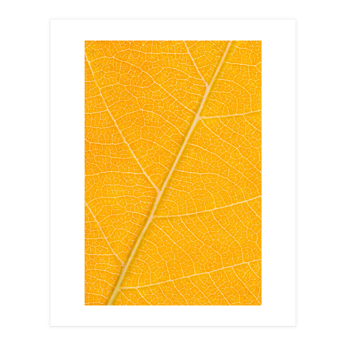 Autumn Leaf (Print Only)