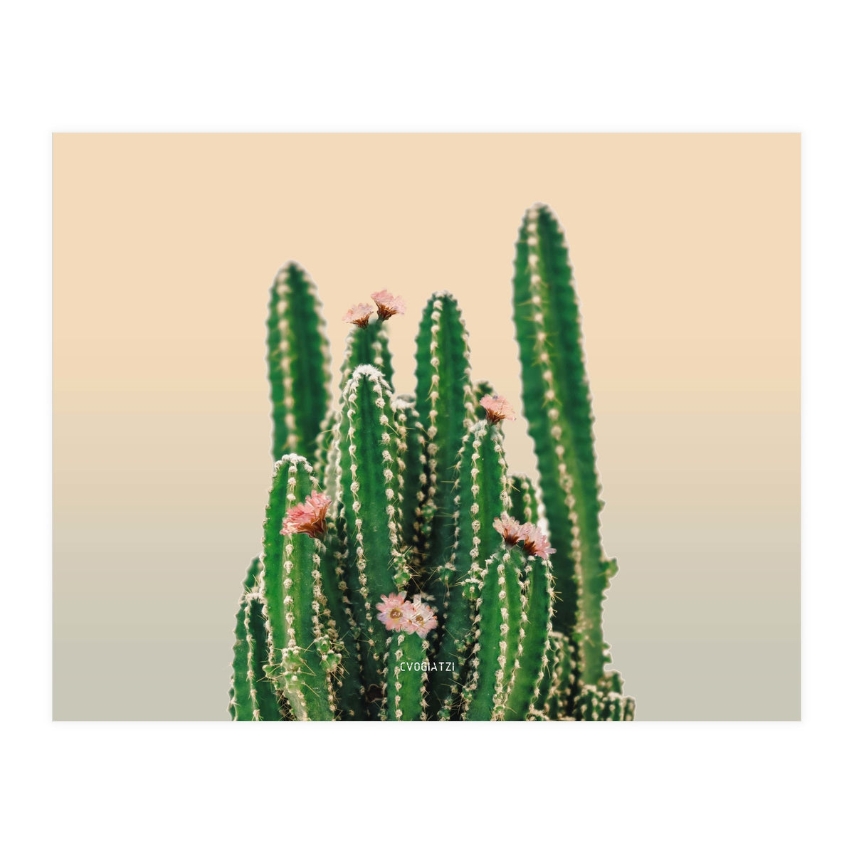 Flowered Cactus (Print Only)