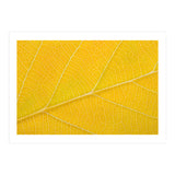 Autumn Leaf (Print Only) thumbnail