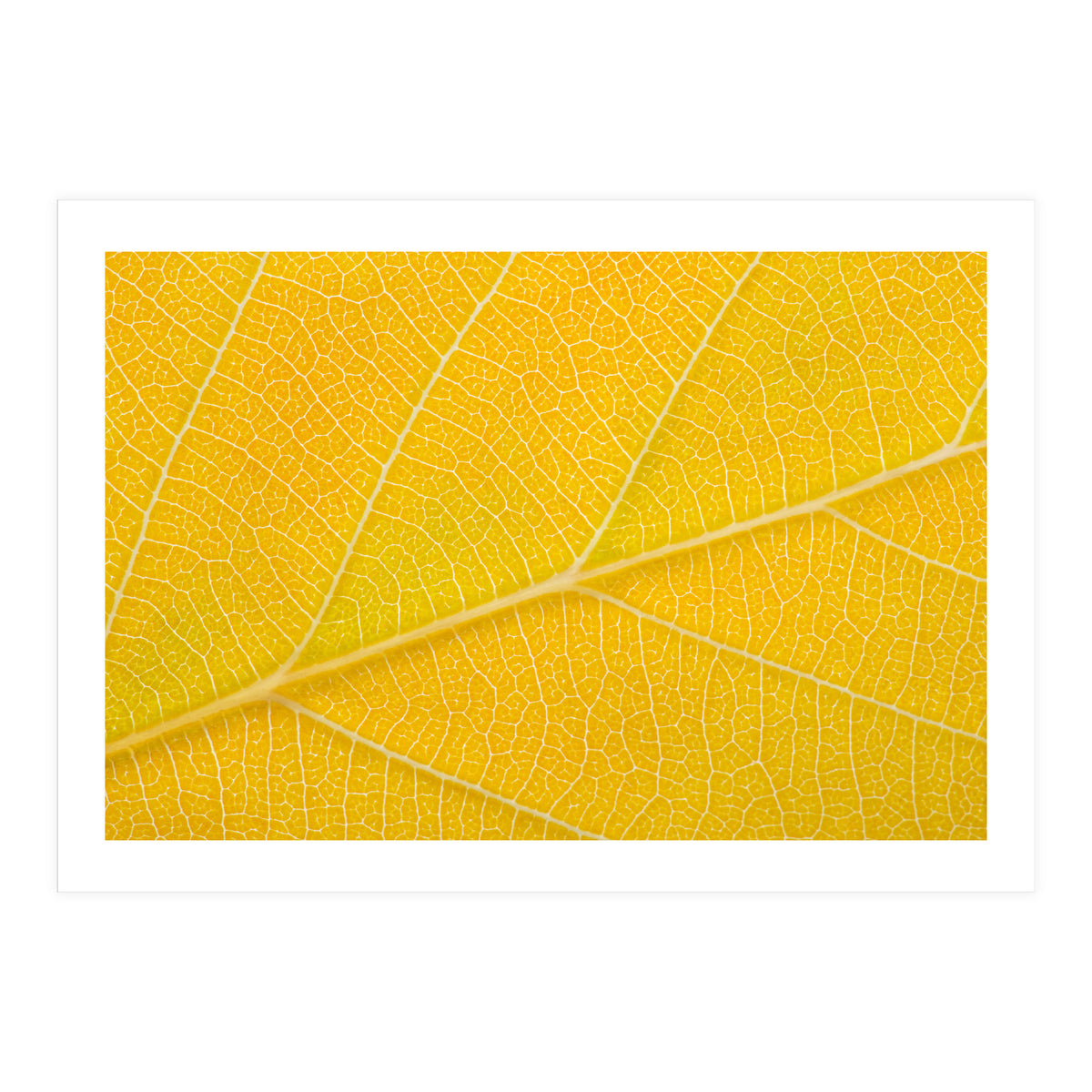 Autumn Leaf (Print Only)