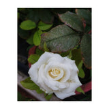 Angel Rose (Print Only) thumbnail