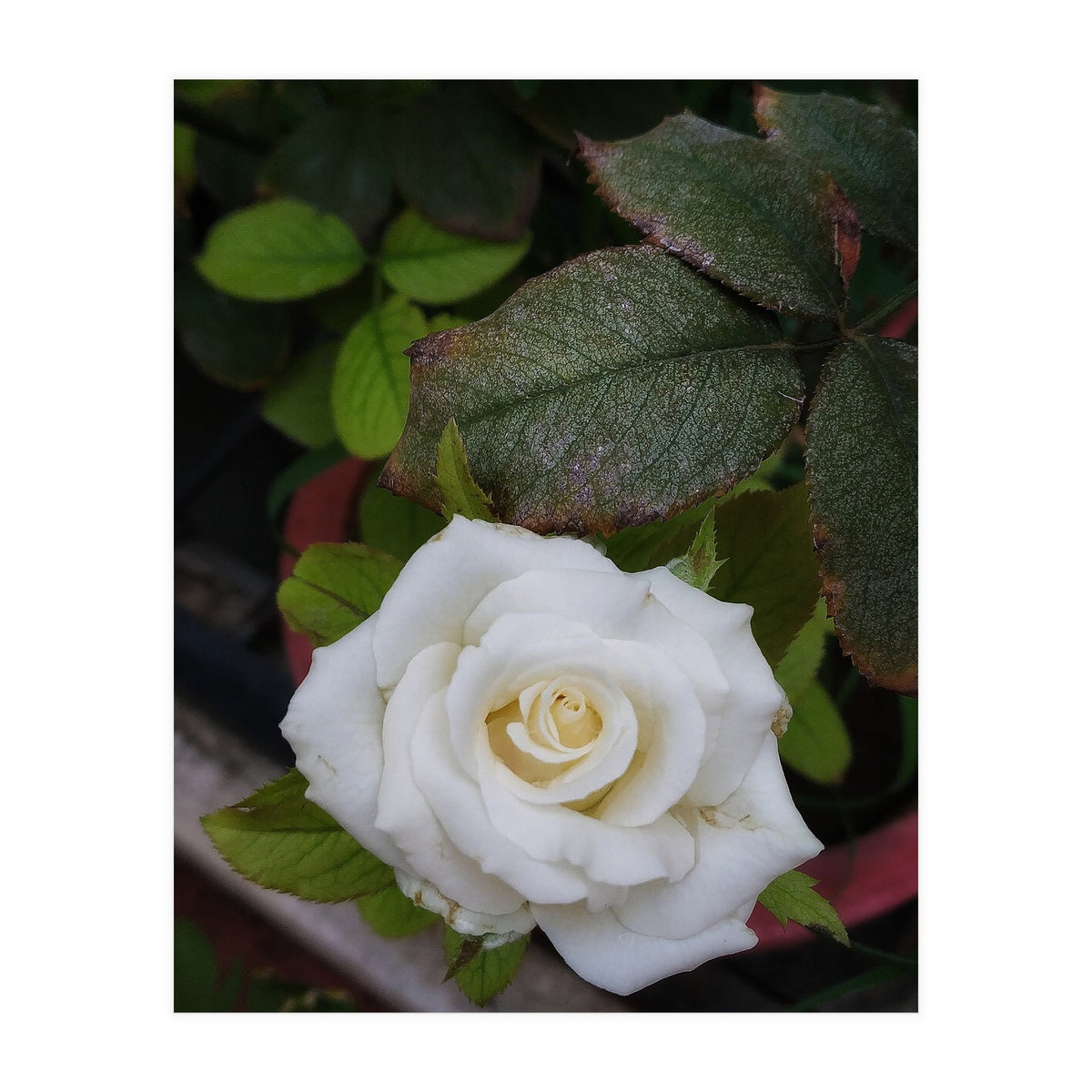 Angel Rose (Print Only)