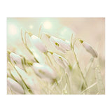 Enchanting Snowdrops (Print Only) thumbnail