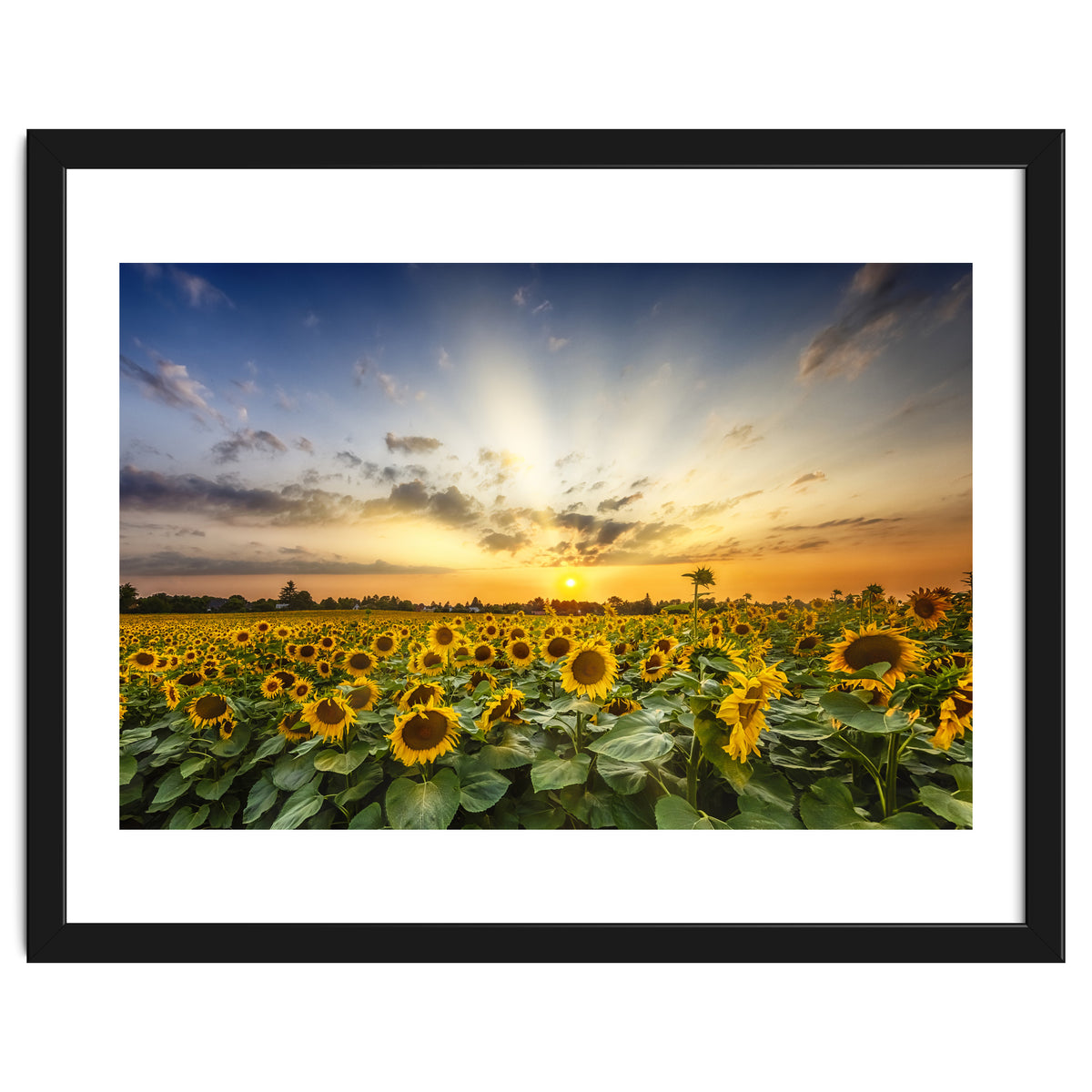 Sunflower field in the evening