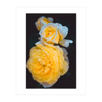 Yellow Rose (Print Only)