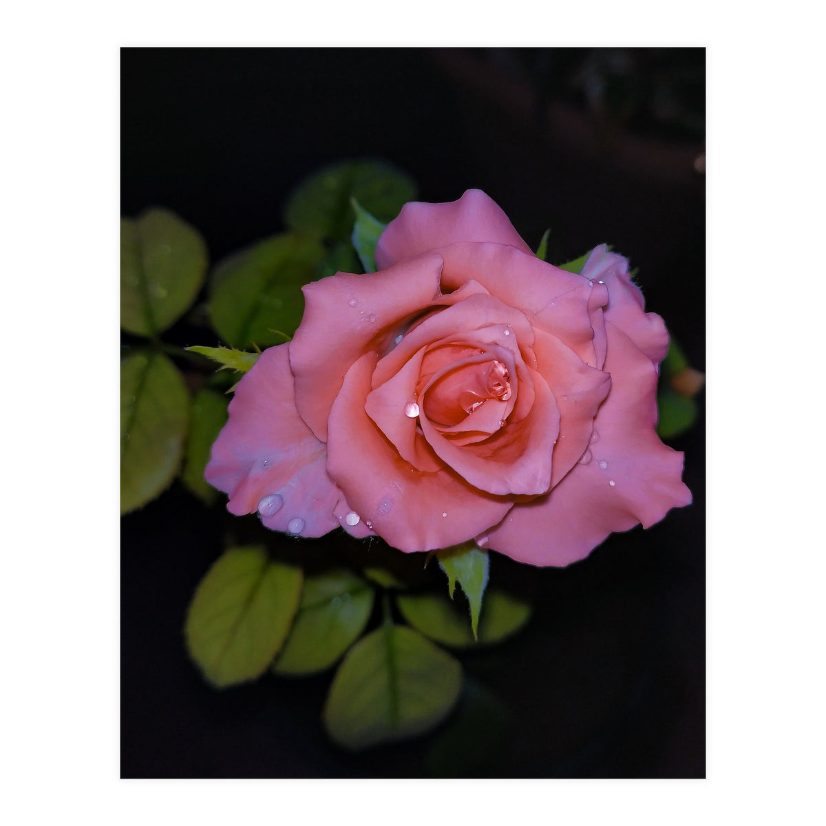 Pink Dew Rose (Print Only)