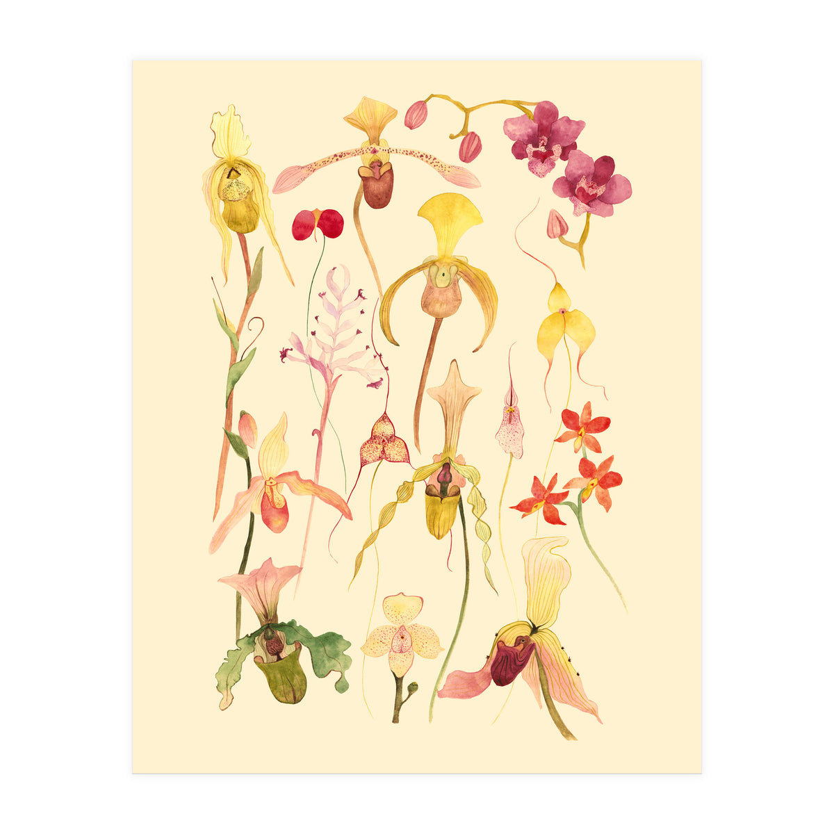 Orchids #3 (Print Only)